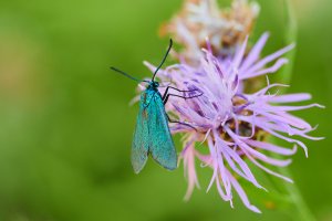 WebQ82_DSC_2833_ISO800_1-320 s.jpg