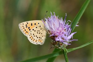 WebQ82_DSC_1750_ISO3200_1-4000 s.jpg