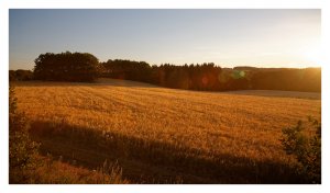 gerste1kkR.jpg gerste1kkR.jpg