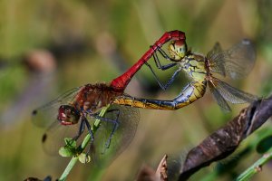 Web_DSC_2951_ISO800_1-800 s_100 mm f-2.8_1.jpg