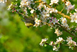 meise 1.jpg meise 1.jpg