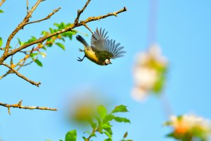 meise 2.jpg meise 2.jpg