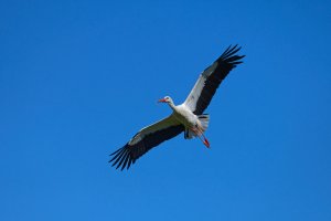 storch 2.jpg storch 2.jpg