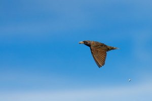 stare 1.jpg stare 1.jpg