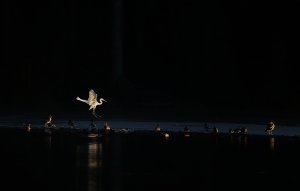 Silberreiher.jpg Silberreiher.jpg