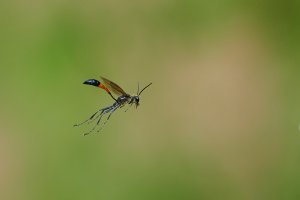 Web_DSC_0157_ISO3200_1-5000 s_500 mm f-5.6.jpg