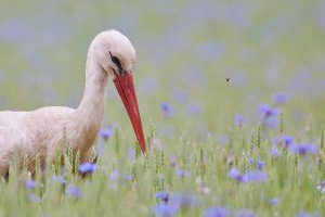 Web_DSC_4089_ISO1600_1-2500 s_500 mm f-5.6.jpg