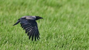 WebQ82_DSC_0813_ISO1600_1-3200 s.jpg