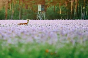 Web_DSC_2617_ISO12800_1-80 s_500 mm f-5.6_3.jpg