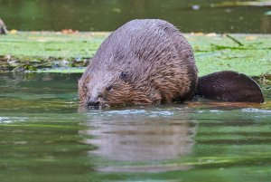 WebQ82_DSC_5933_ISO1600_1-50 s_500 mm f-5.6_2.jpg