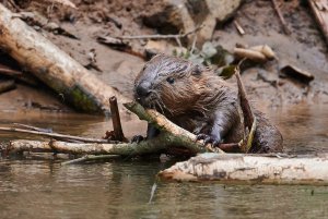 WebQ82_DSC_5683_ISO3200_1-160 s_500 mm f-5.6.jpg