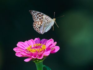 WebQ82_DSC_3924_ISO1600_1-4000 s_500 mm f-5.6.jpg