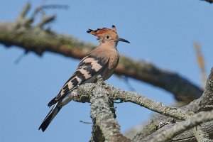 WebQ82_DSC_2510_ISO1400_1-8000 s.jpg