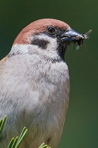 Web_DSC_6778_1_ISO1600_1-3200 s_500 mm f-5.6.jpg