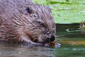 Web_DSC_5985_ISO1600_1-60 s_500 mm f-5.6.jpg