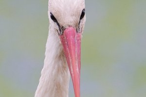 Web_DSC_4105_ISO1600_1-2500 s_500 mm f-5.6.jpg