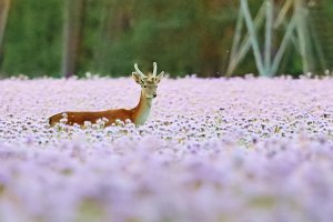 Web_DSC_2617_ISO12800_1-80 s_500 mm f-5.6_4.jpg