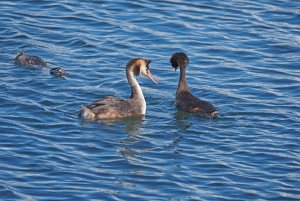 P8310141AAA.jpg P8310141AAA.jpg