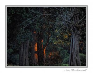 mystic3c_Rs.JPG mystic3c_Rs.JPG