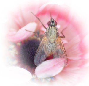 Fliege auf Anemone 22.jpg
