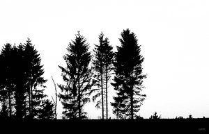 Scherenschnitt P1100419cut character sw(c) PPf.jpg