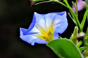 Blau vor Schwarz_e.jpg