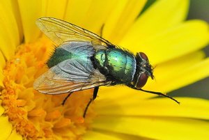Fliege_e3.jpg
