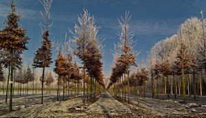 Baum 1 (1 von 1).jpg