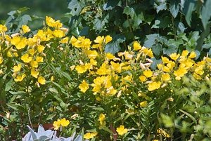 SDIM2914.jpg SDIM2914.jpg