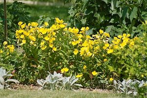 SDIM2918.jpg SDIM2918.jpg