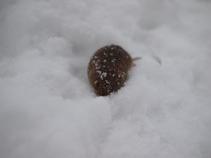 2010 12 04_3637_1000.JPG