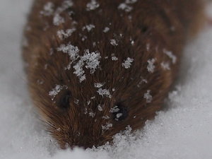 2010 12 04_3637Crop.JPG