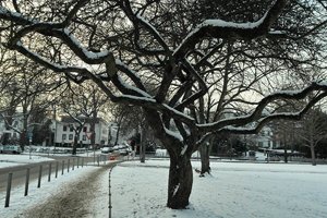 comp_baum mit rotem schild.jpg