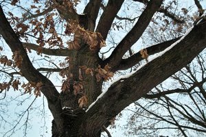 comp_baumrinde mit schnee.jpg