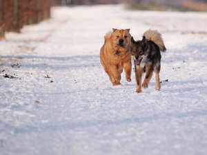 Knautschgesicht 300 300Compressed _0009.jpg