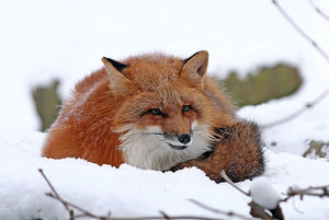 IMG_6222_web.jpg IMG_6222_web.jpg