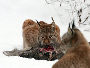 IMG_6260_web.jpg IMG_6260_web.jpg