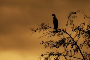 D75_3721_DxO-01.jpeg D75_3721_DxO-01.jpeg