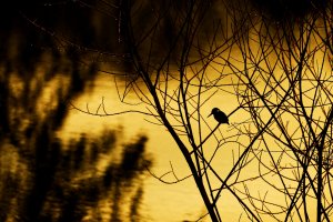 D75_1398_DxO-01.jpeg D75_1398_DxO-01.jpeg