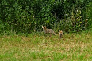 Fuchs 1.jpg Fuchs 1.jpg