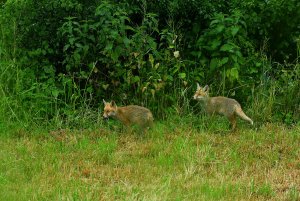 Fuchs 2.jpg Fuchs 2.jpg