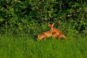 Fuchs 3.jpg Fuchs 3.jpg