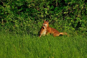 Fuchs 4 , 5.jpg Fuchs 4 , 5.jpg