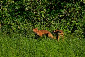 Fuchs 4.jpg Fuchs 4.jpg