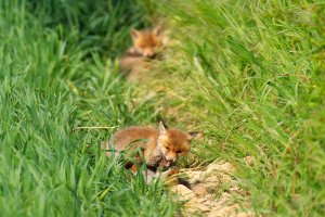 Fuchs 0.jpg Fuchs 0.jpg