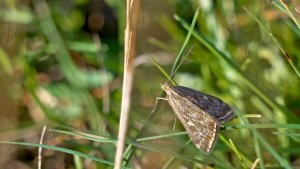 Loxostege sticticalis.jpg