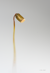 Moos Sporenkapsel.png