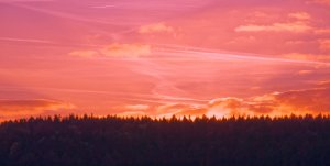 ...es brennt der Wald.jpg