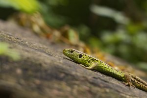 Lacerta agilis.jpg