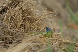 Östliche Smaragdeidechse.jpg